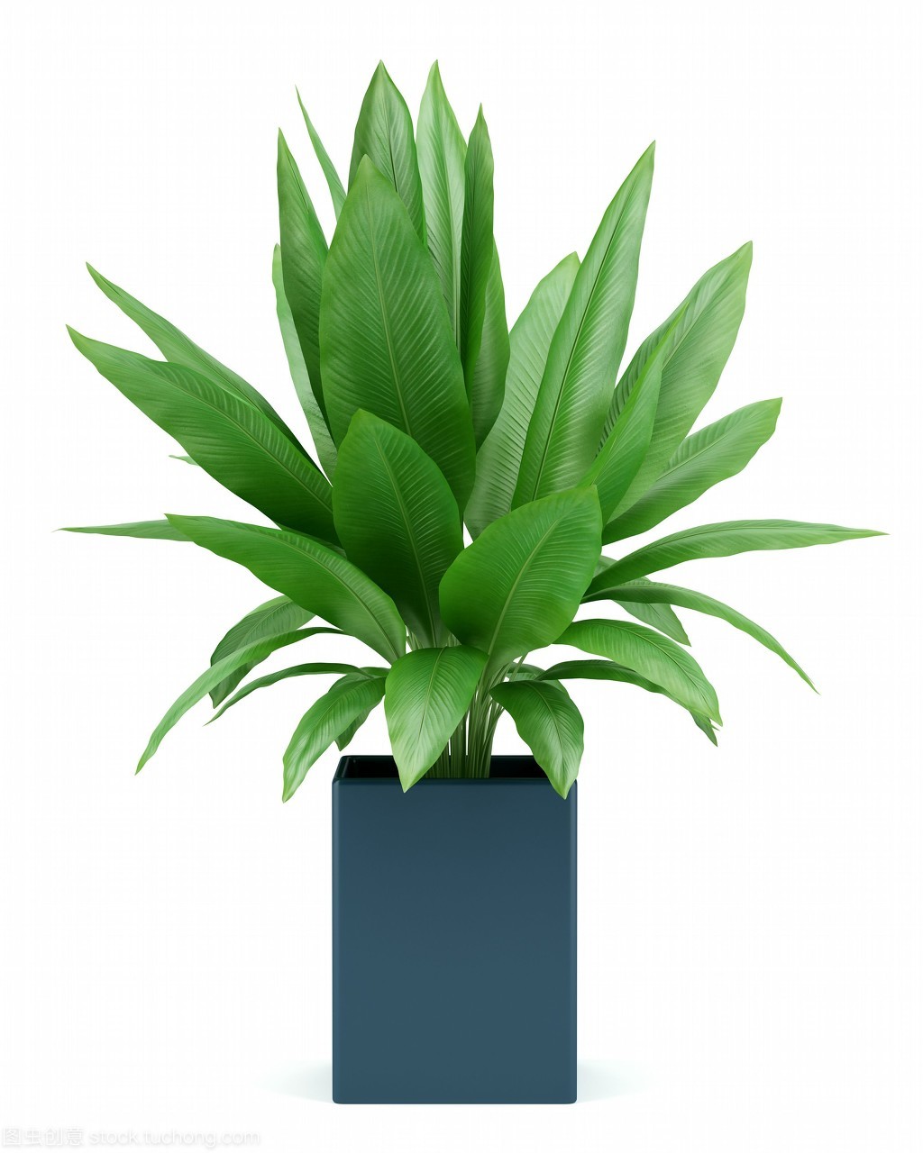 盆栽植物在白色的背景下被隔离