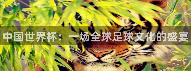 世界杯48支球队赛制:中国世界杯:一场全球足球文化的盛宴
